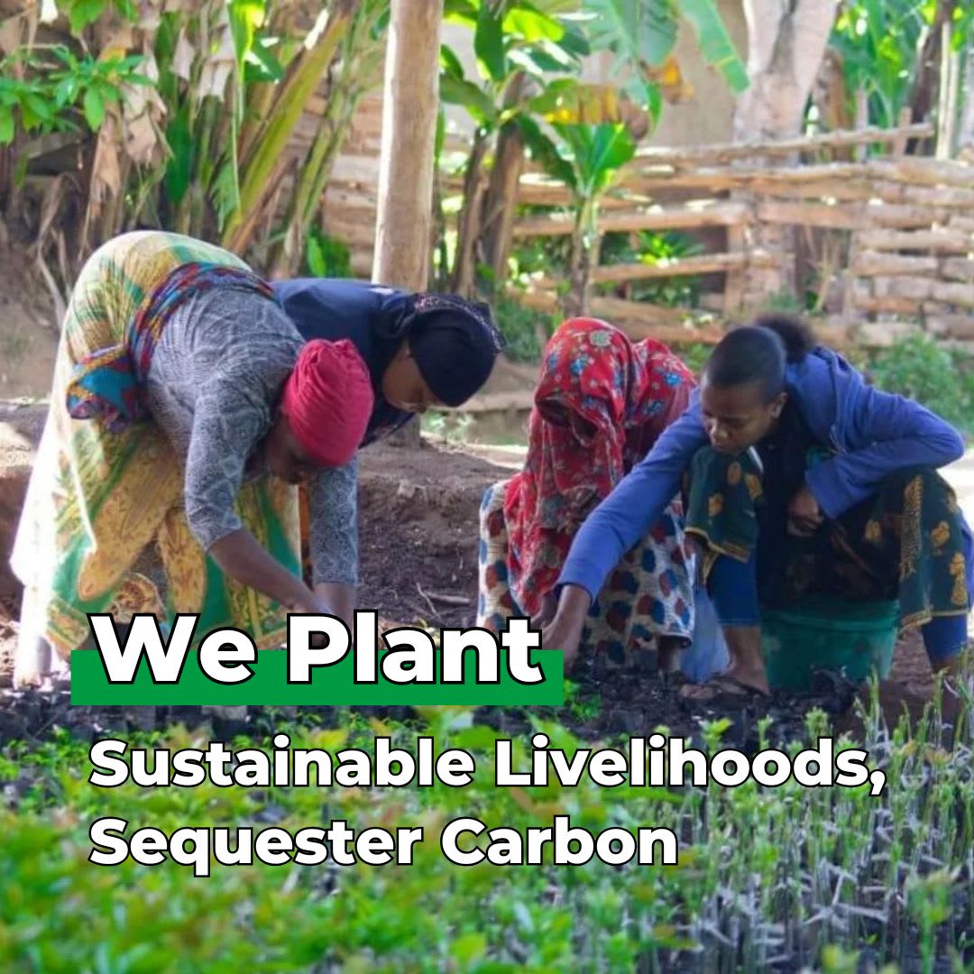 Pack of 500 Tree Kit Pouches, We Plant 5000 More Trees