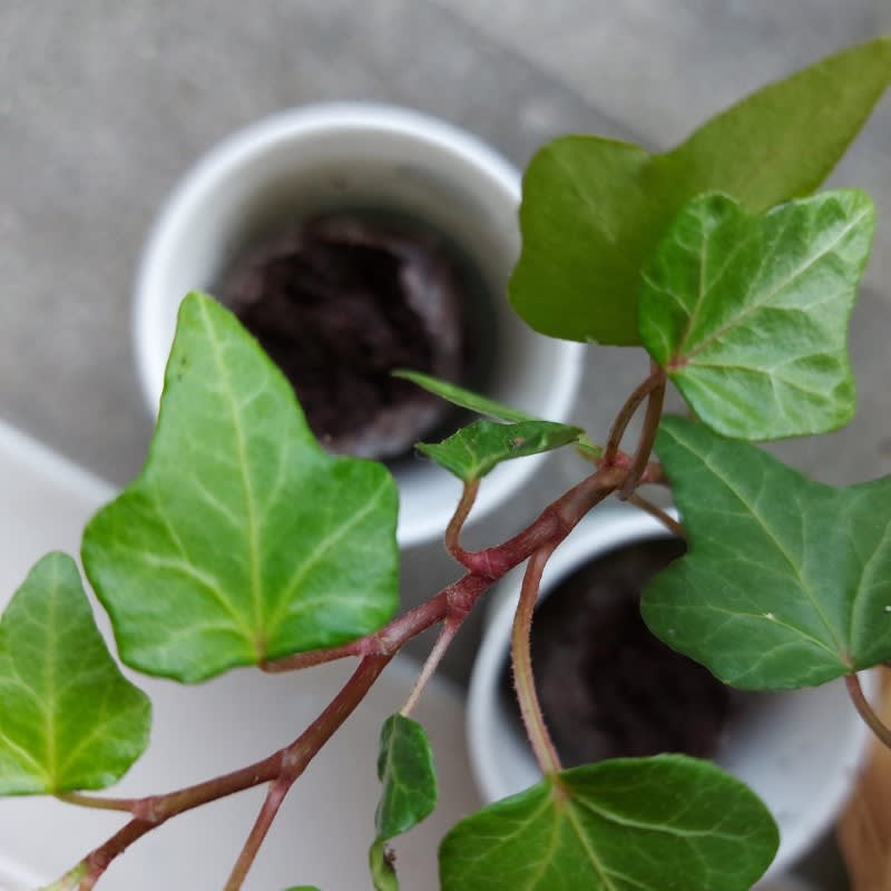 Pack of 10 Tree Kit Cups, We Plant 100 More Trees