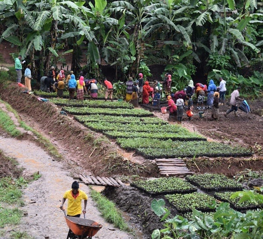 You Plant We Plant Tree Kits Happy Pack, We Plant 30 More Trees