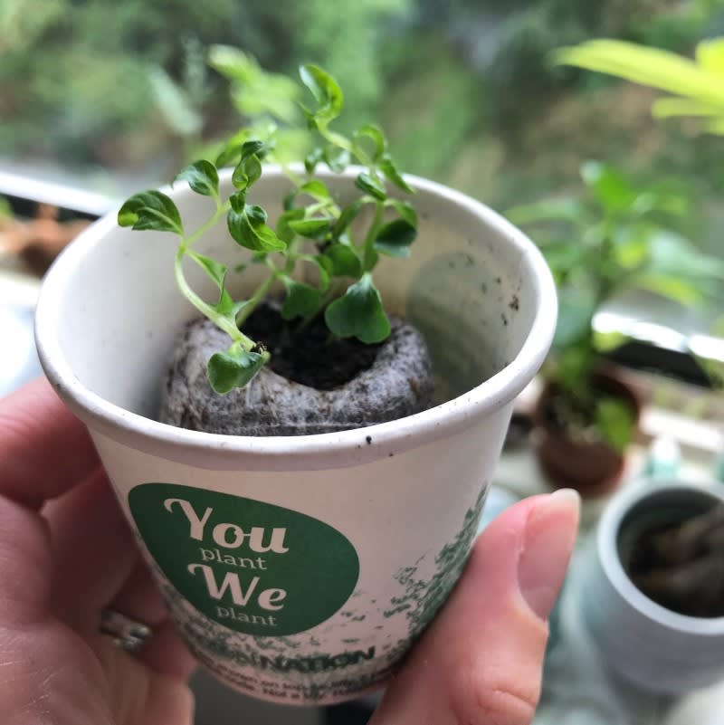 Pack of 10 Tree Kit Cups, We Plant 100 More Trees