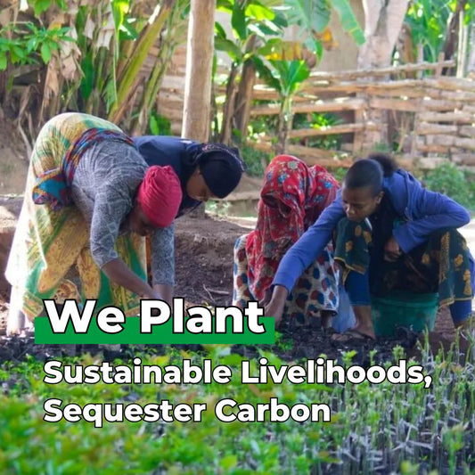 Every Forest Starts From a Single Seed - Plants 25 Trees