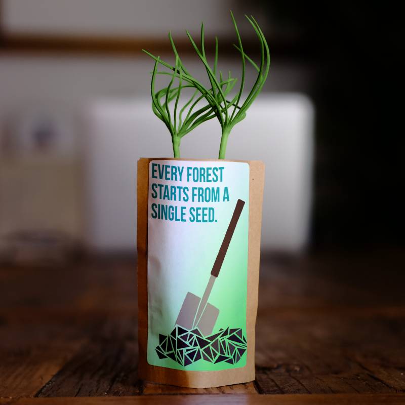 Every Forest Starts From a Single Seed - Plants 25 Trees