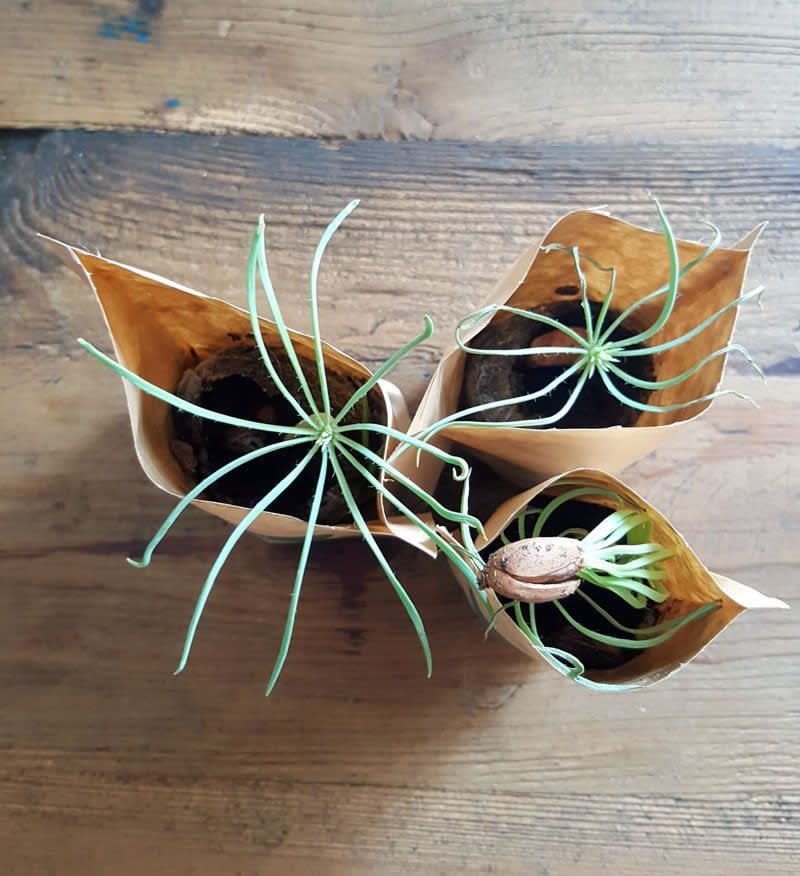 You Plant We Plant Tree Kits Happy Pack, We Plant 30 More Trees